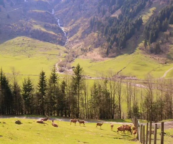 بولز استوديو * كابرون